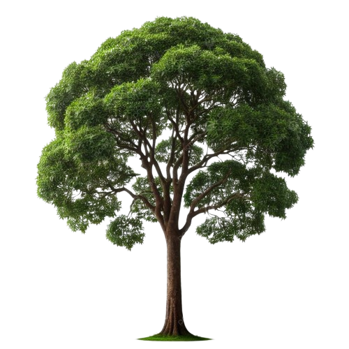 Tree representing canopy growth